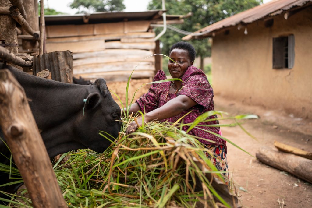 A woman feeding a cow with fresh grass.